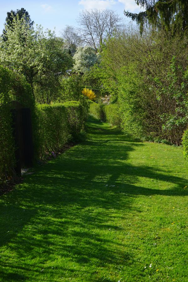 herbe,plante,pelouse,paysage,arbre,chemin