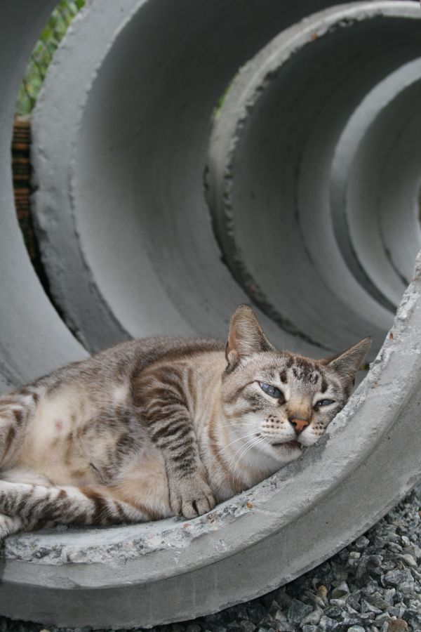 animal,animal,gato,dormindo,gatinho,felino