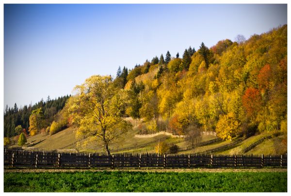 paysage,arbre,la nature,forêt,herbe,région sauvage