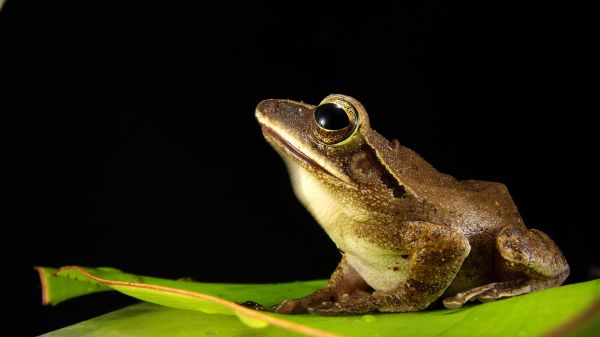 żaba,płaz,blisko,fauna,żaba nadrzewna,kręgowiec