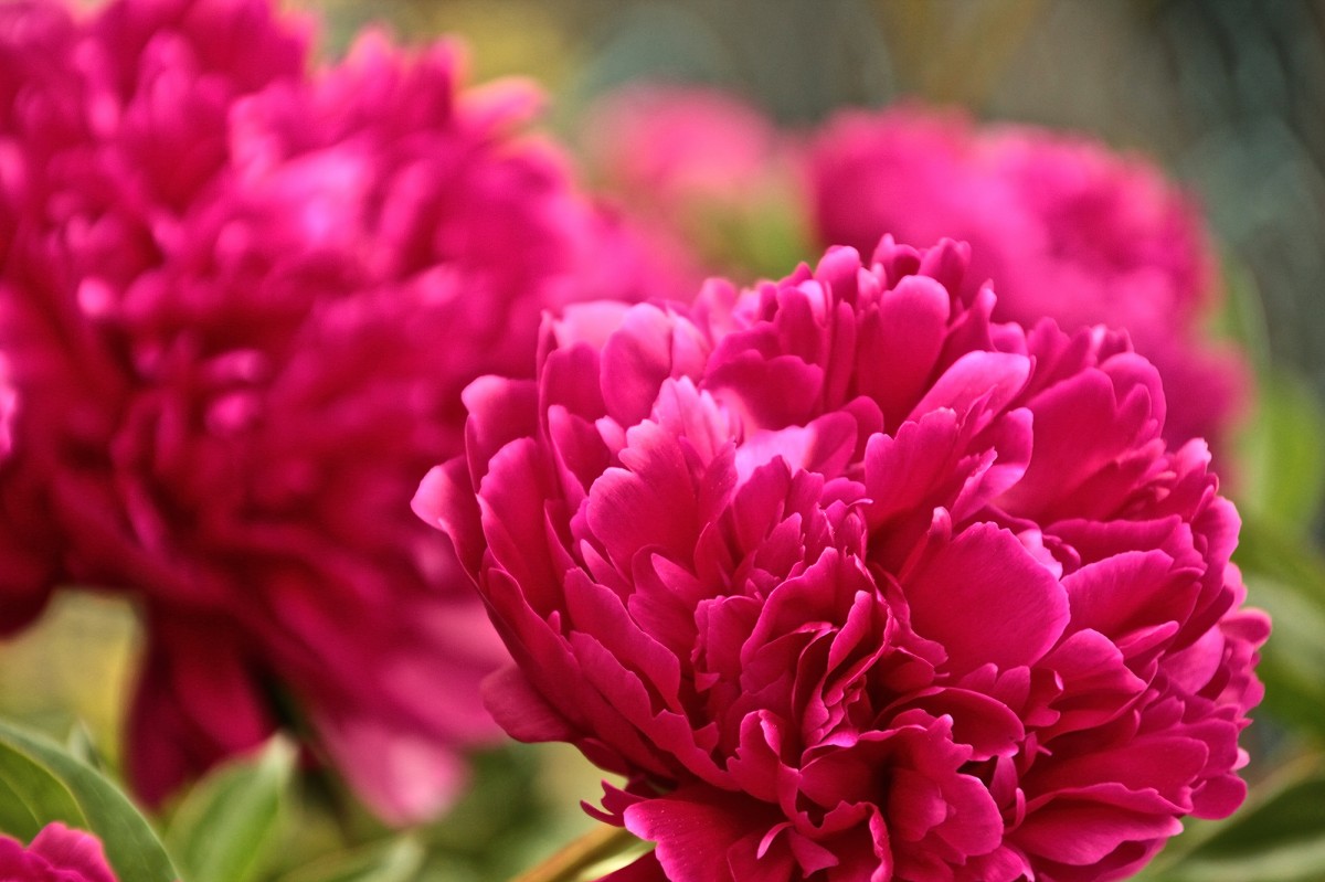 fiorire, pianta, fiore, petalo, rosa, flora, garofano, peonia, dianthus, 3652015, 365the2015edition, day147, day147365, 27may15, fotografia macro, pianta fiorita, famiglia delle margherite, pianta annuale, impianto di terra, chrysanths