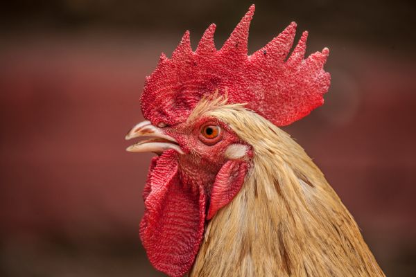 bird,animal,red,beak,feather,chicken