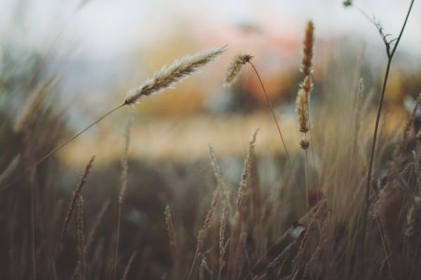 Natura,trawa,roślina,gałąź,pole,jęczmień