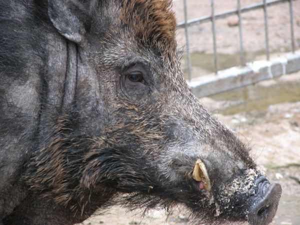 animal,animais selvagens,mamífero,fauna,javali,vertebrado