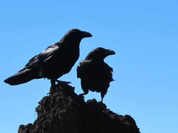 oiseau,aile,le bec,noir,silhouette,faune