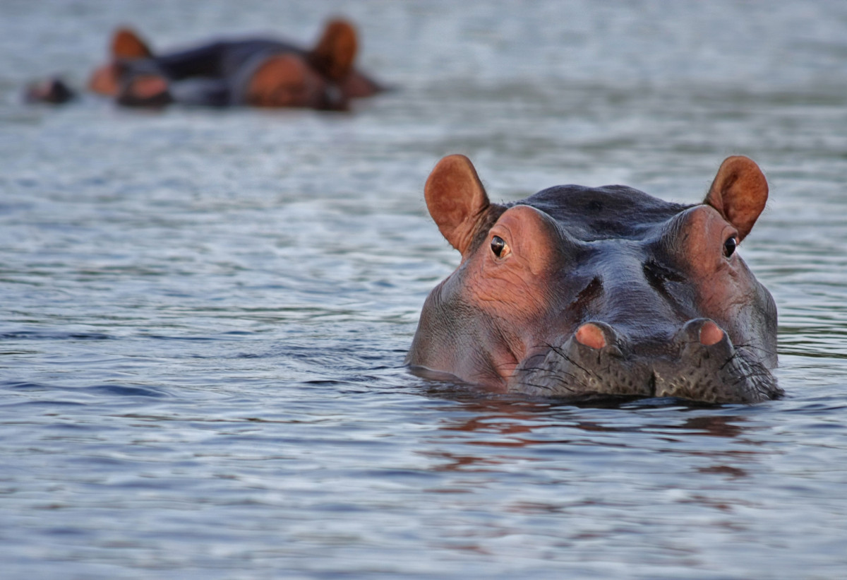 mar, agua, natureza, região selvagem, animal, animais selvagens, África, mamífero, fauna, animal selvagem, Veja, vertebrado, atenção, Botsuana, Hipopótamo, hipopótamo, África do Sul