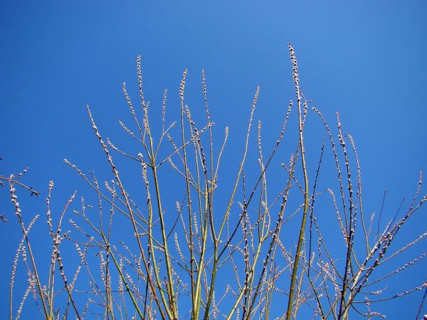 træ,vand,natur,græs,afdeling,plante