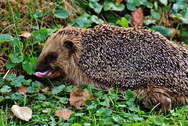 Natura, kolczasty, zwierzę, uroczy, dzikiej przyrody, posiłek