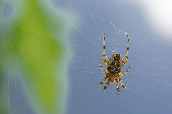 自然,無脊椎動物,スパイダーウェブ,クモの巣,閉じる,クモ