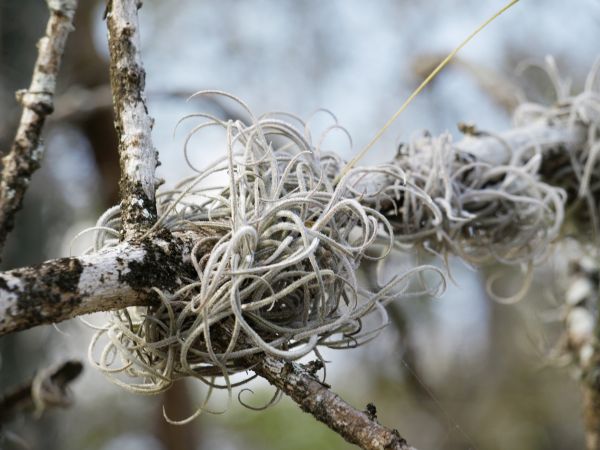 Baum,Natur,Wald,Ast,Winter,Schnee