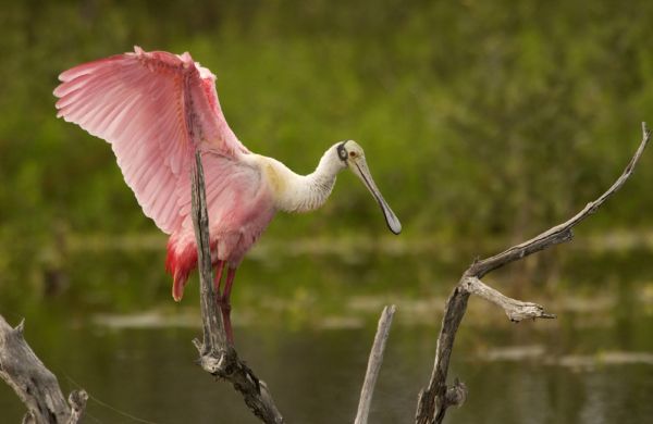 Vogel, Flügel, Tierwelt, Schnabel, Wasser, Natur