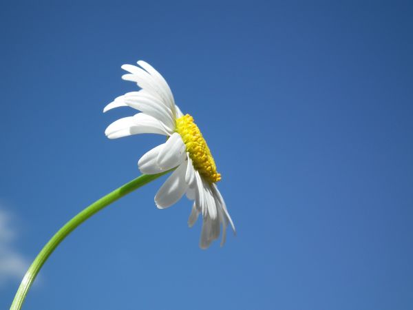 asa,plantar,branco,flor,pássaro,céu