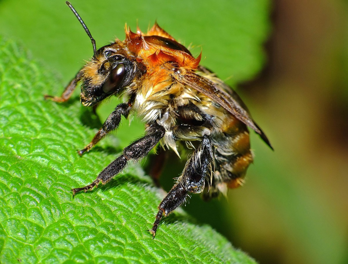 natur, fotografi, blomma, flyga, vilda djur och växter, insekt, makro, fauna, ryggradslös, närbild, djur, bi, naturaleza, skadedjur, nektar, ggl1, gaby1, xovesphoto, animales, gphoto, raynox250, fujifilmxs1, makrofotografering, artropod, Honungsbi, membran bevingade insekt