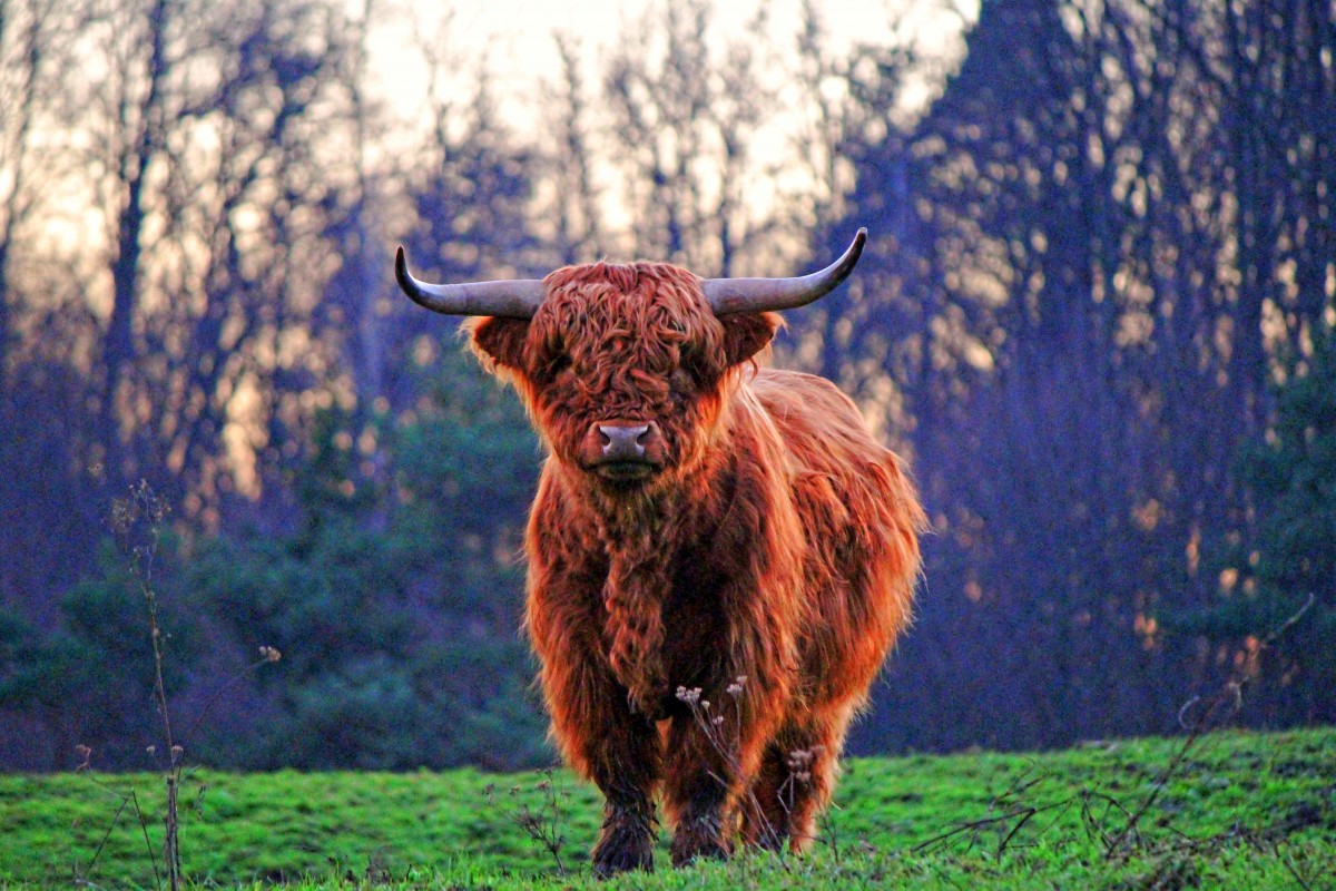 rét, préri, vadvilág, legelő, legeltetés, emlős, fauna, bika, gerinces, bölény, bivaly, hdr kép, weidetier, szarvasmarha, mint emlős, texas longhorn, hochlandstier