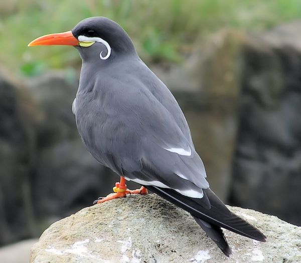 natura, uccello, uccello marino, natura, zoo, becco