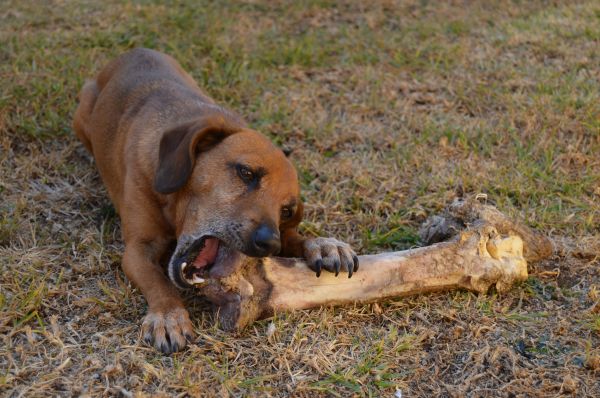 hond,zoogdier,gewerveld,struisvogel,bot,aan het eten