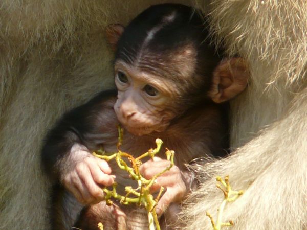 animal,mammifère,singe,faune,primate,chimpanzé