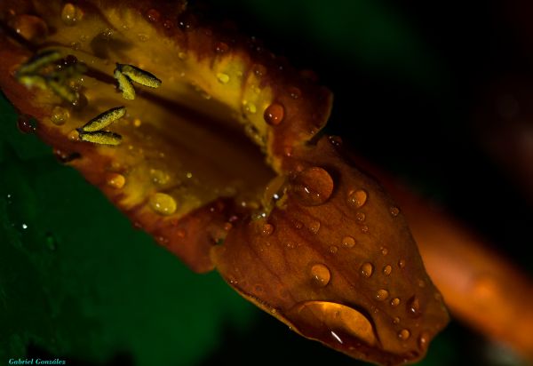 nature,leaf,photo,plant,photography,flower