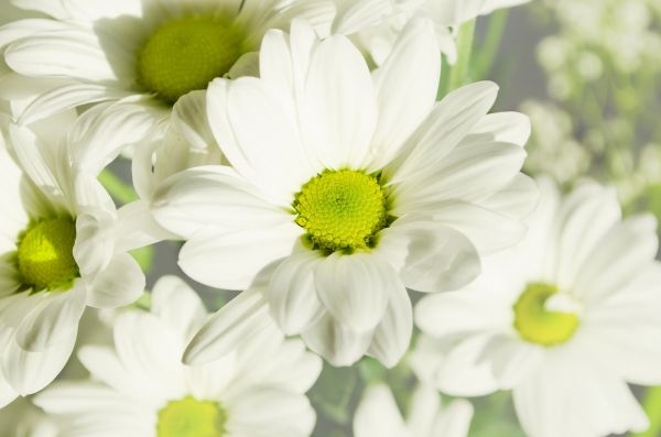 white,nature,blossom,plant,flower,petal