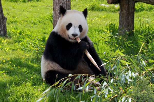 medvěd,zvěř a rostlinstvo,zoologická zahrada,savec,fauna,panda