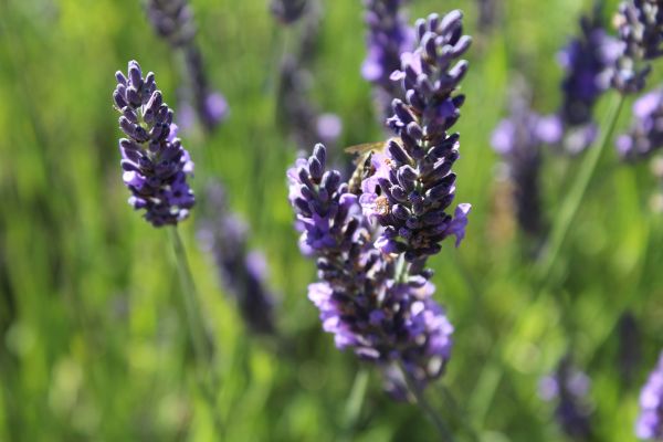 Natur, Pflanze, Feld, Wiese, Blume, blühen