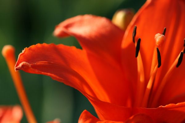 kronblad, blomst, orange, lilje, botanik, daylily