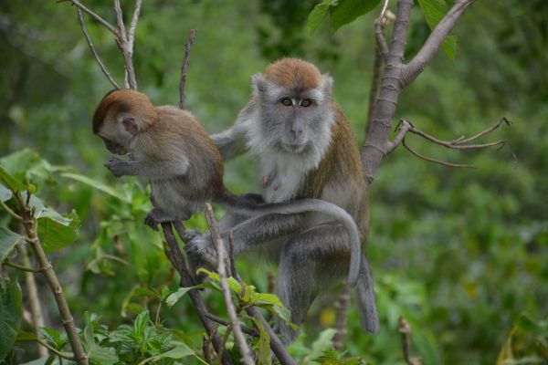 natuur,dier,wildlife,dierentuin,zoogdier,kind