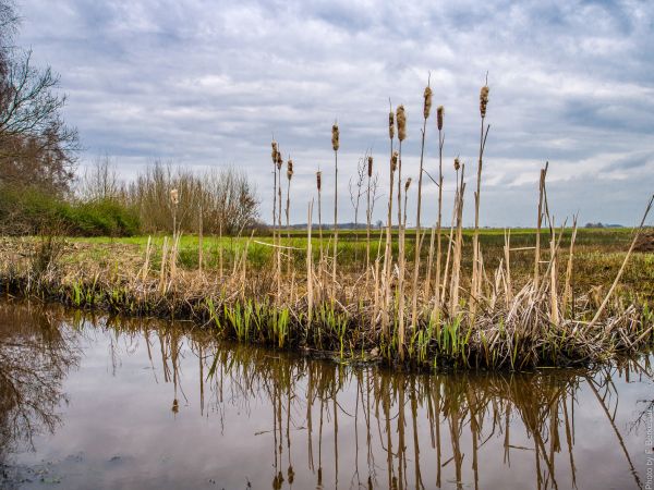 panorama, árvore, agua, natureza, grama, pântano