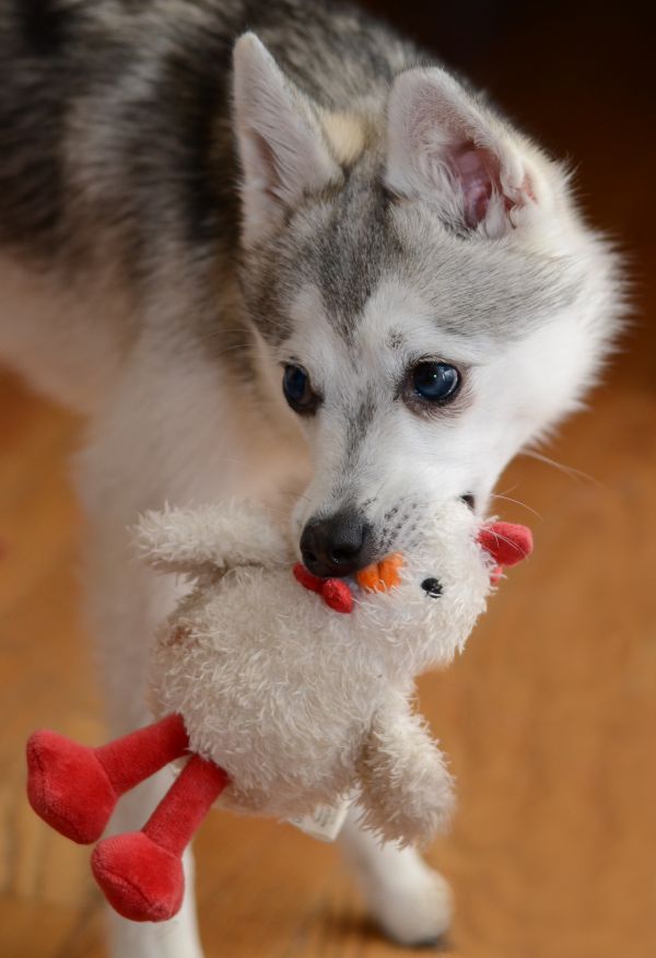 anak anjing, anjing, binatang menyusui, bulu, halus, bermain