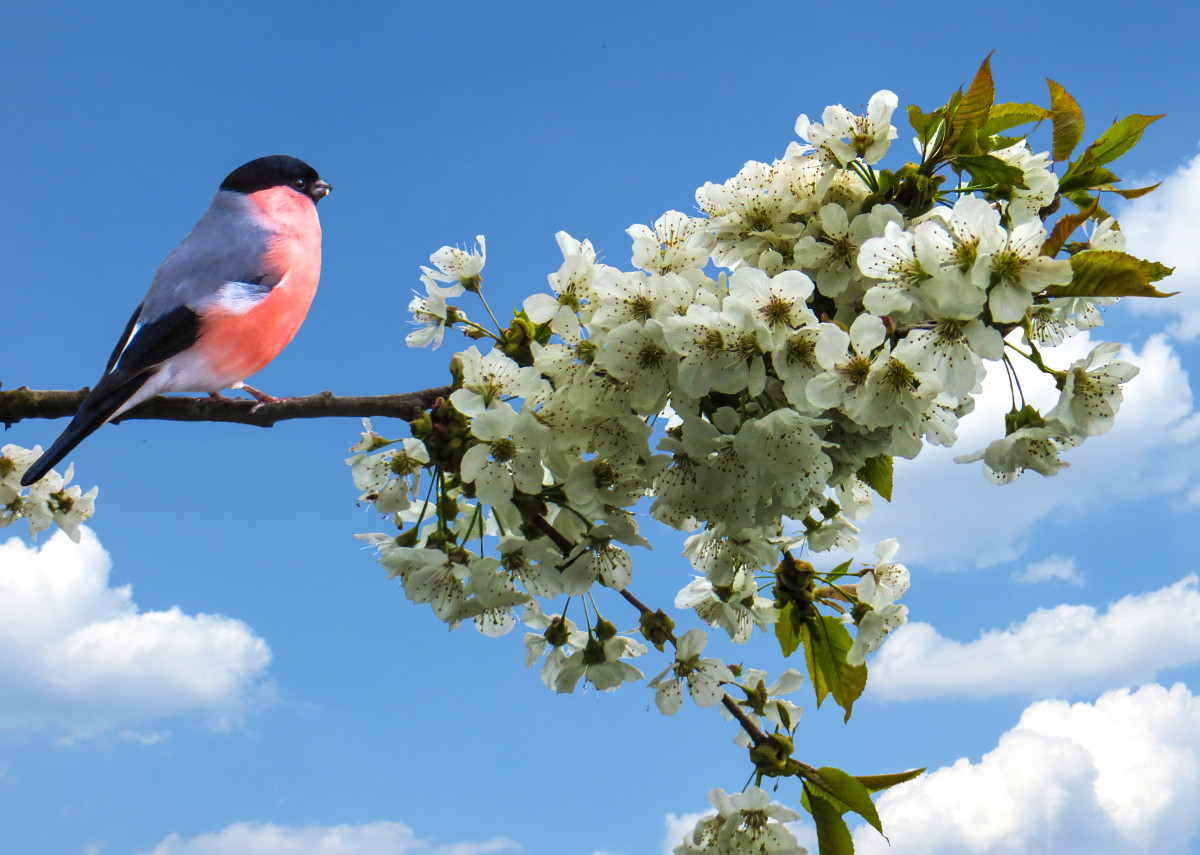 pohon, alam, cabang, mekar, burung, menanam, langit, bunga, musim semi, taman, bunga sakura, bullfinch, fr hlingsanfang, bertengger burung