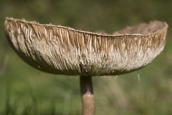 自然, 森林, 工場, 白, 沼地, 幹