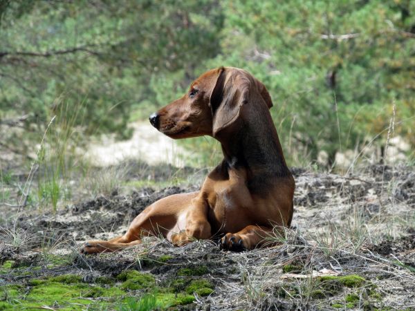 kutya,állat,barna,emlős,vadászkutya,fauna