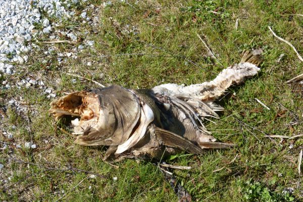 Carcasse de poisson,faune,faune,pourri,carcasse