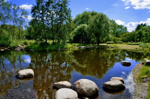 landskap,tre,vann,natur,gress,villmark