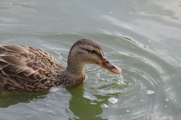 水,自然,鳥,翼,湖,動物