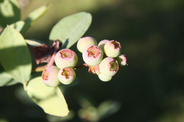 cabang,mekar,menanam,alam,fotografi,daun