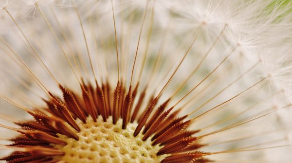 naturaleza,planta,flor,fotografía,diente de león,hoja