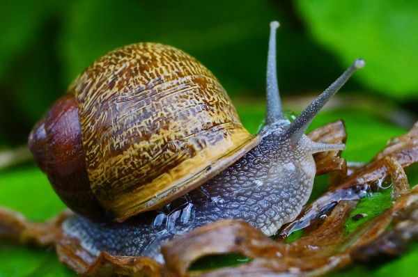 natura,fotografia,foto,macro,fauna,invertebrato