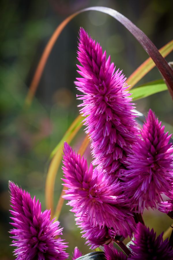 inflori, plantă, fotografie, floare, în aer liber, bokeh