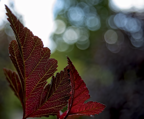 δέντρο, φύση, κλαδί, φυτό, ηλιακό φως, Bokeh