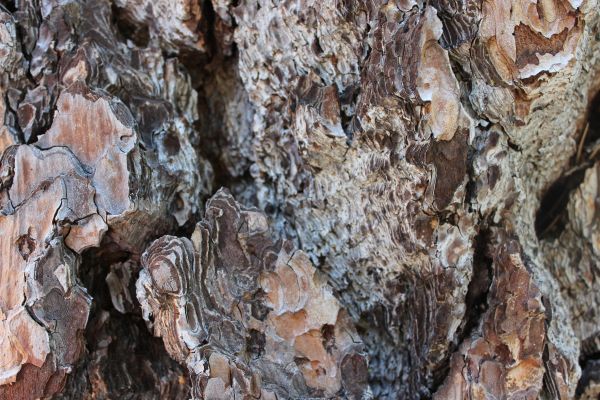 arbre, la nature, Roche, branche, plante, bois