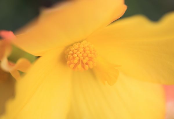 blossom,plant,photography,flower,petal,sunlight