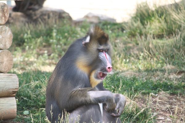 Natur,Tier,Tierwelt,wild,Säugetier,Affe