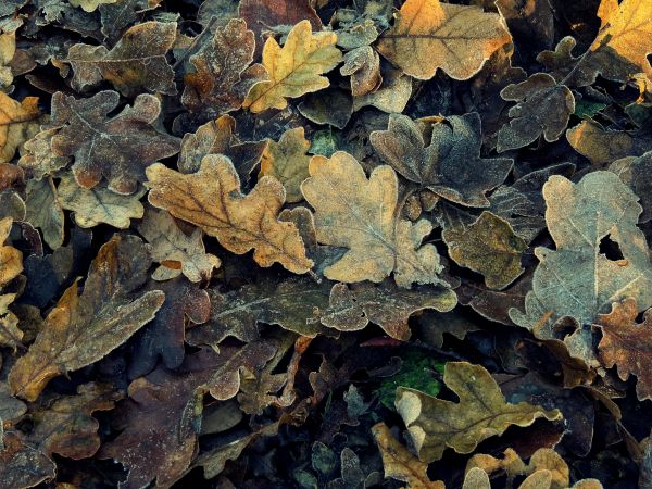 tree, nature, forest, rock, branch, outdoor