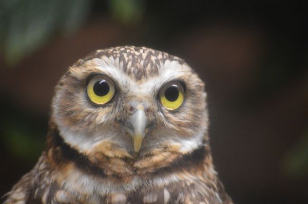 naturaleza, pájaro, fauna silvestre, salvaje, pico, símbolo