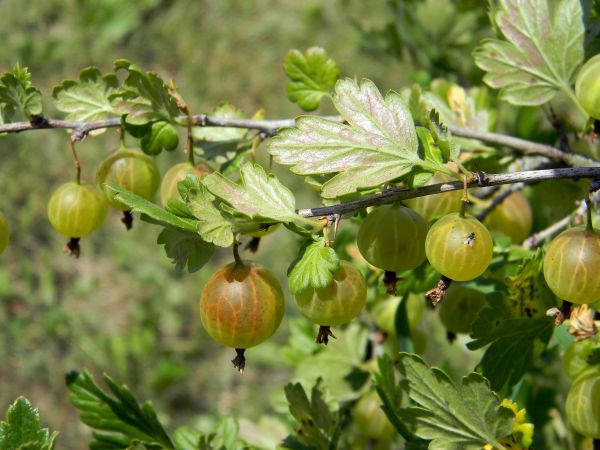 copac,natură,ramură,inflori,plantă,fruct