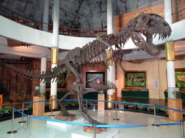 india,animal,museum,display,skeleton,tourist attraction