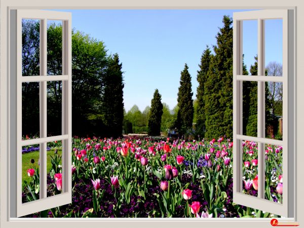 cielo,flor,césped,ventana,casa,primavera