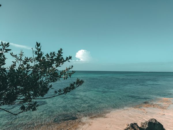 Himmel, blau, Meer, Natur, Ozean, Baum