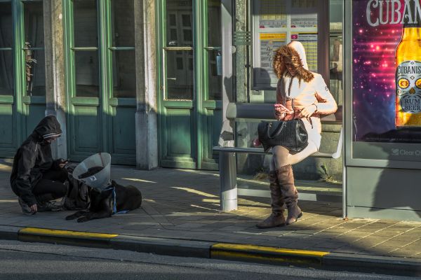 straat,voetganger,weg,hond,openbaar vervoer,infrastructuur